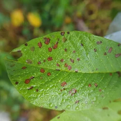 50 Pcs Insect Lures For Tea Mosquito Bug (Helopeltis Theivora)